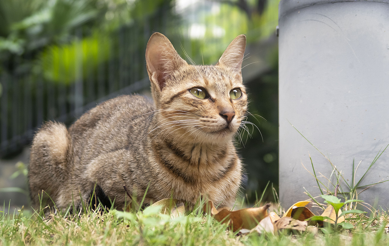 【信息学院】学校内形形色色的猫