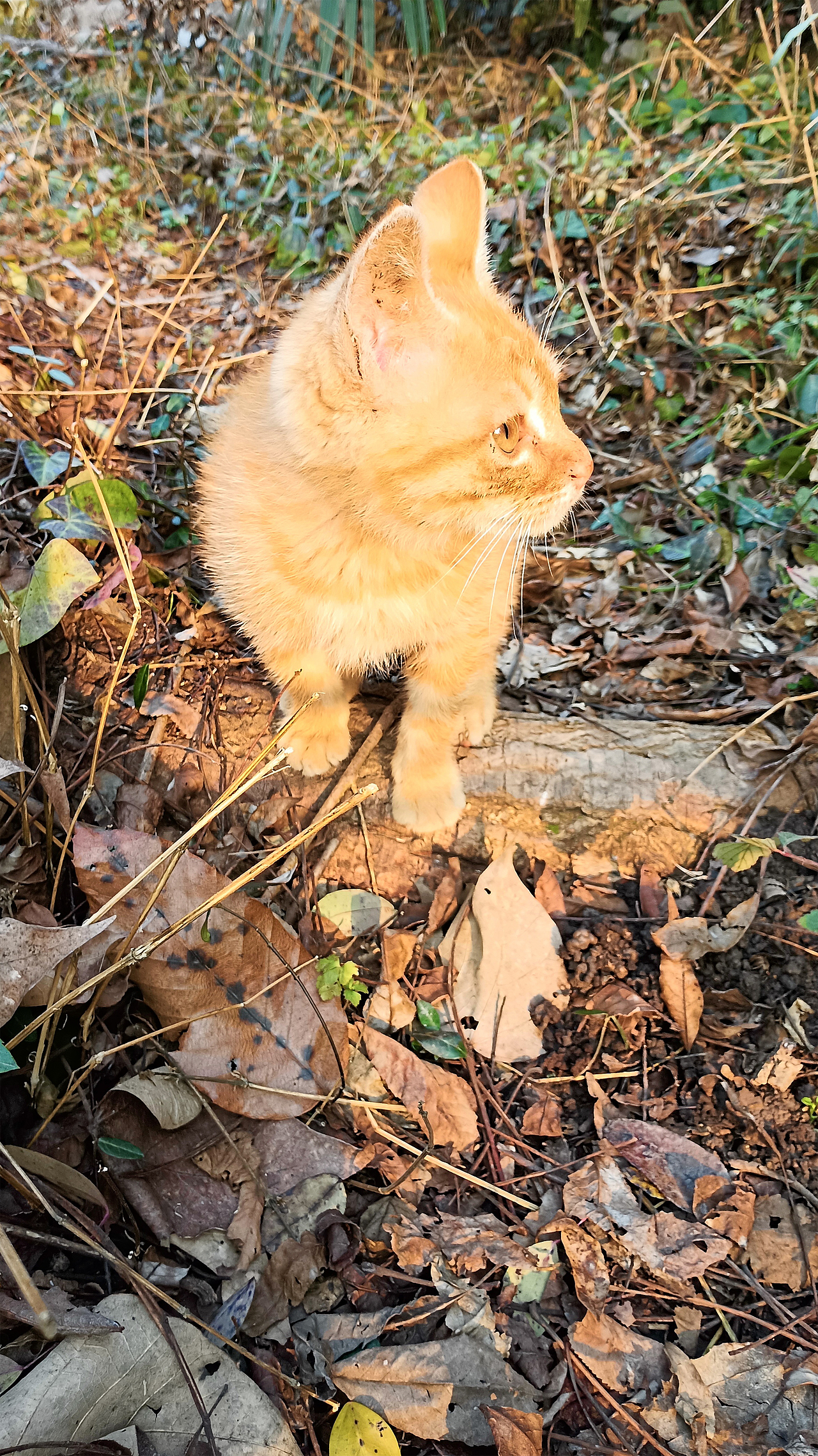 小猫咪能有什么烦恼（图ZMzYwNTg2OTU2） - 宠物摄影 - 站酷设计师猎鹰视觉设计原创素材 - 站酷ZCOOL