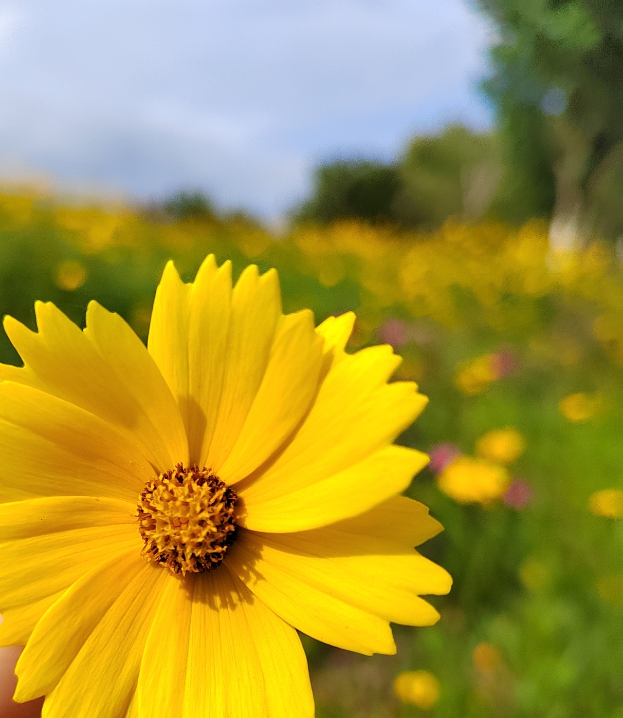 小雏菊（图ZMzAzNzk5OTQ4） - 风光摄影 - 站酷设计师想看世间繁华原创素材 - 站酷ZCOOL