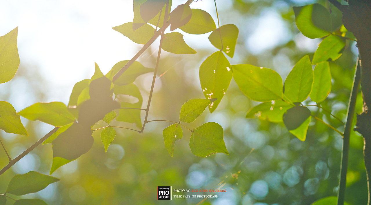 湿地密林（图ZMzUzNDIxNTg4） - 风光摄影 - 站酷设计师XdeppX原创素材 - 站酷ZCOOL