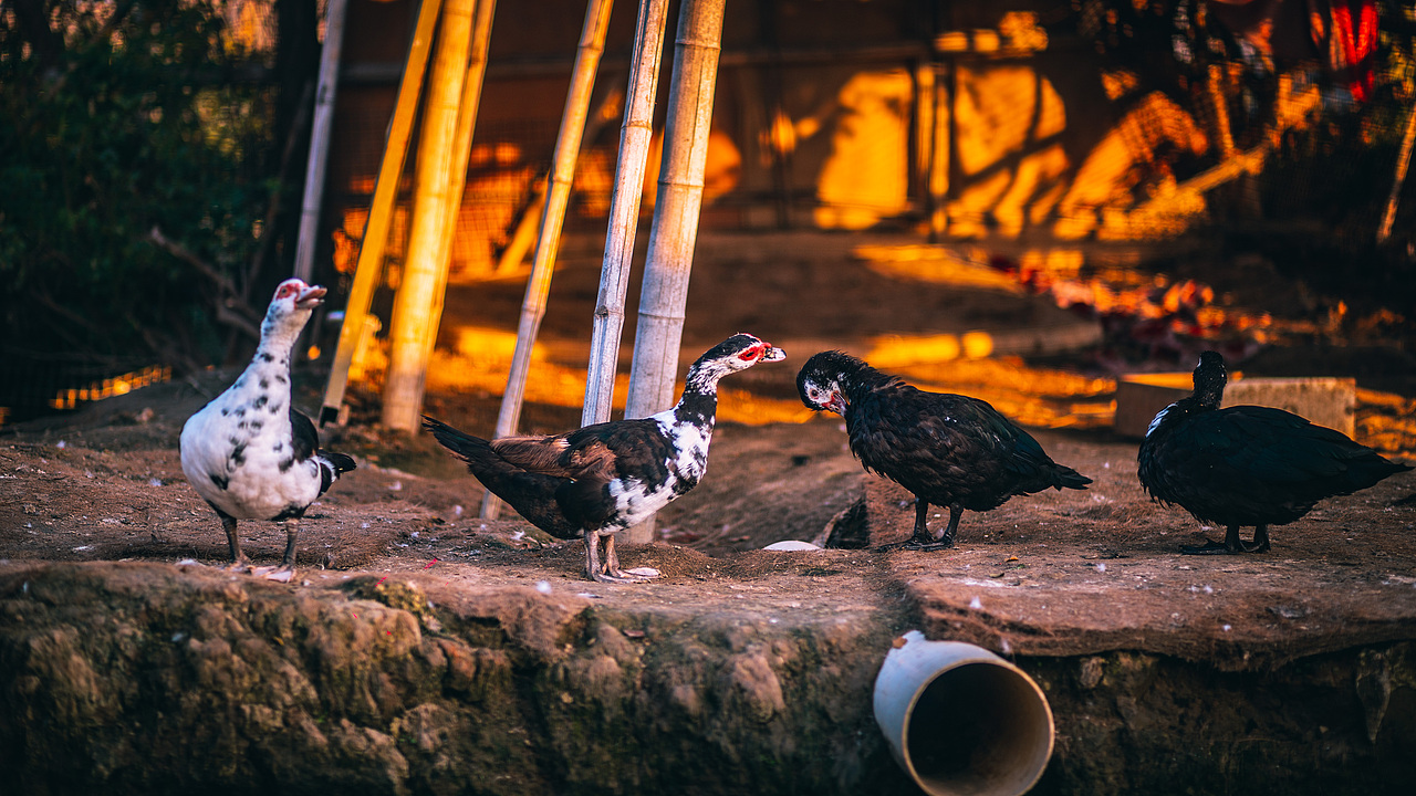 《万物有灵》（图ZMzA2MDgxMzUy） - 人文/纪实摄影 - 站酷设计师摄影师斯伟原创素材 - 站酷ZCOOL