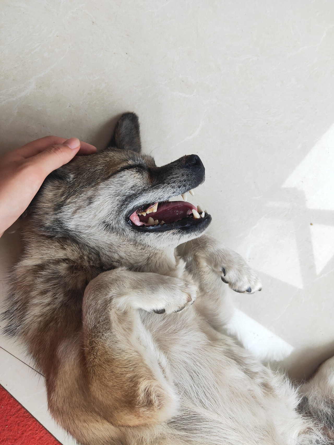 我的老 bady,越老越爱撒娇（图ZMzEyODcyNzQ0） - 宠物摄影 - 站酷设计师步舞挣耶原创素材 - 站酷ZCOOL