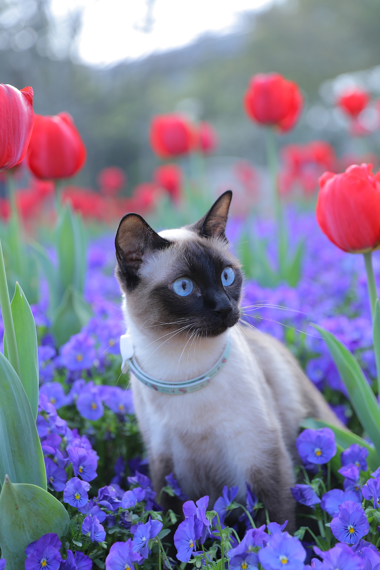 原创/摄影/宠物摄影