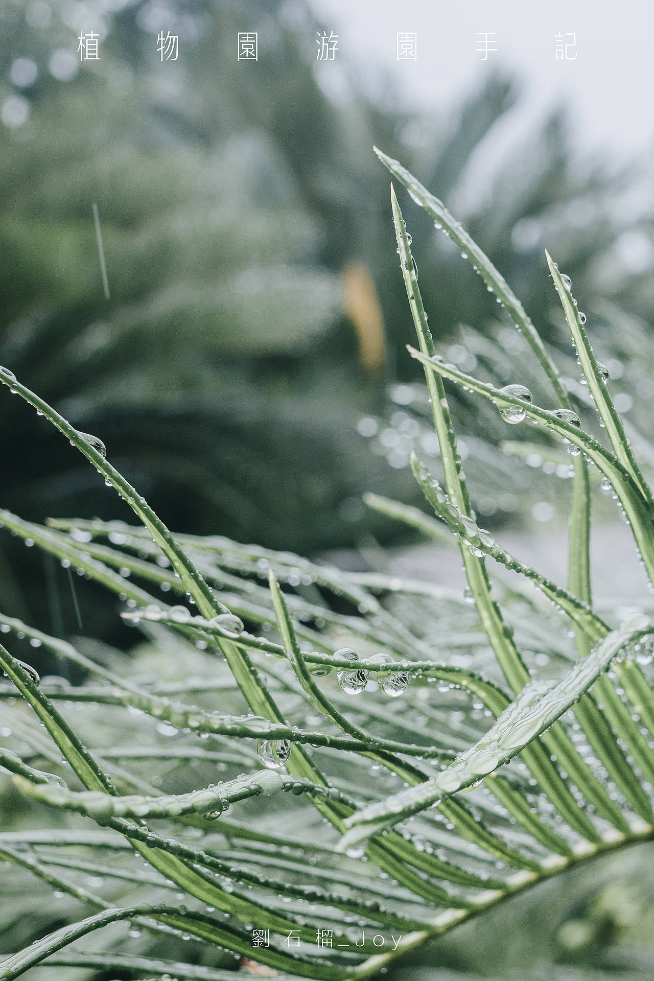 理光gr3-植物摄影