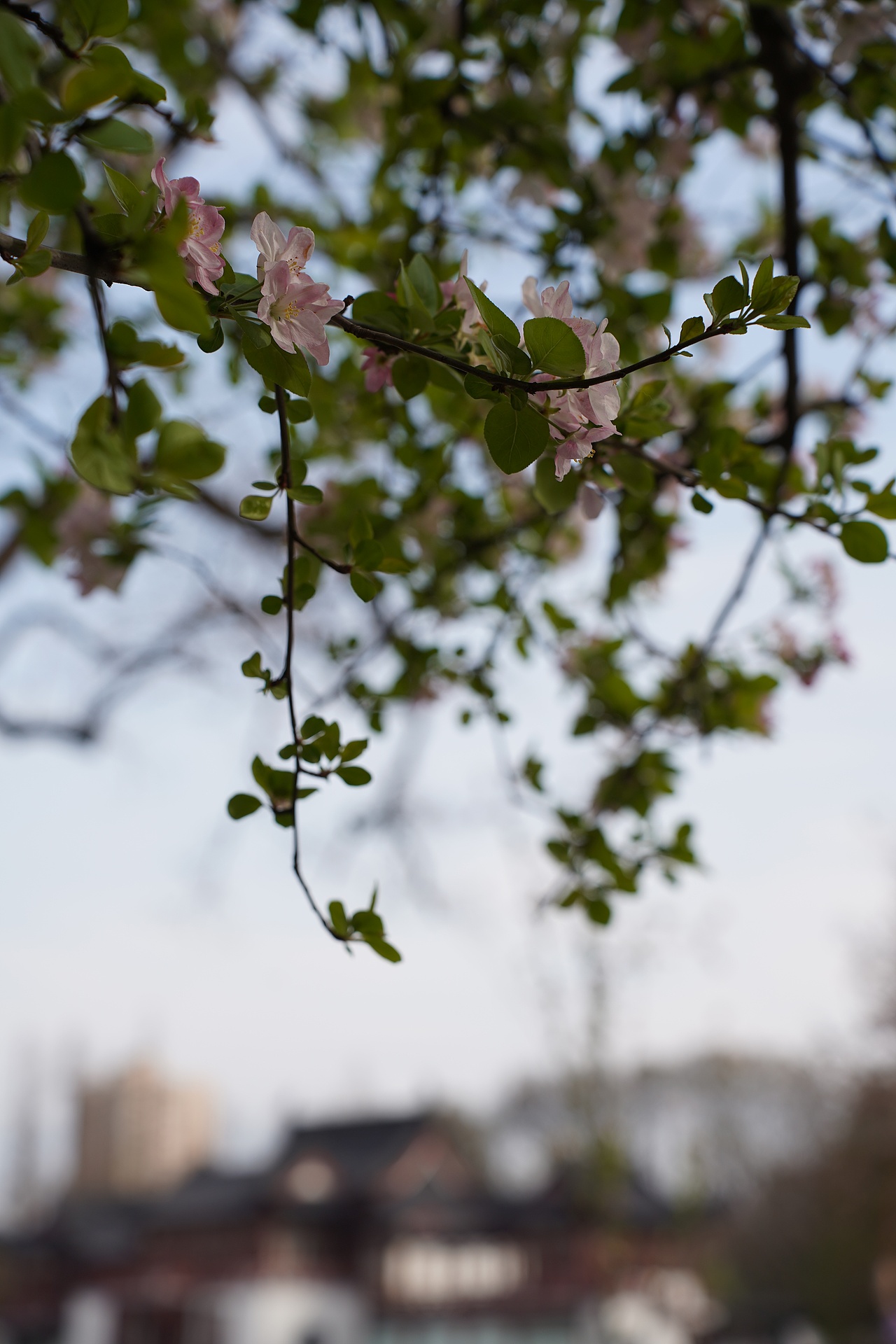 南京莫愁湖公园