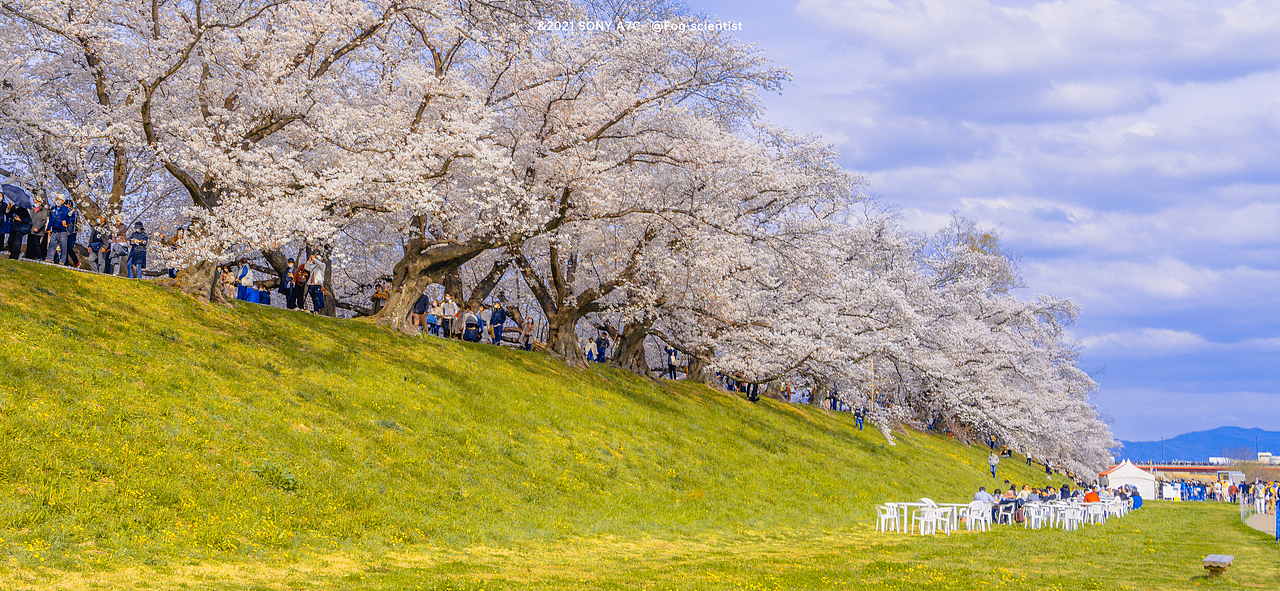 樱花坡 | Photo | 雾里学家 | 28 | #淀川河川公園#（图ZMzEyOTQyOTA0） - 人文/纪实摄影 - 站酷设计师雾里学家scientis原创素材 - 站酷ZCOOL