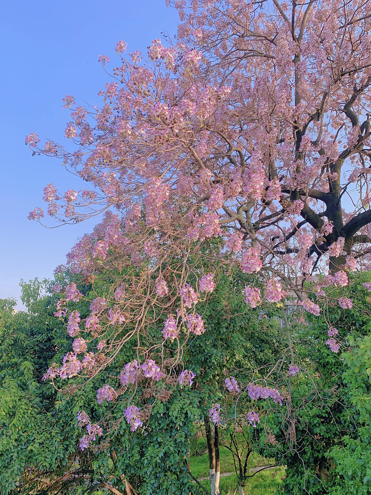 五一來南京~（圖ZMzM4MzQxOTAw） - 風(fēng)光攝影 - 站酷設(shè)計師瑾廷原創(chuàng)素材 - 站酷ZCOOL