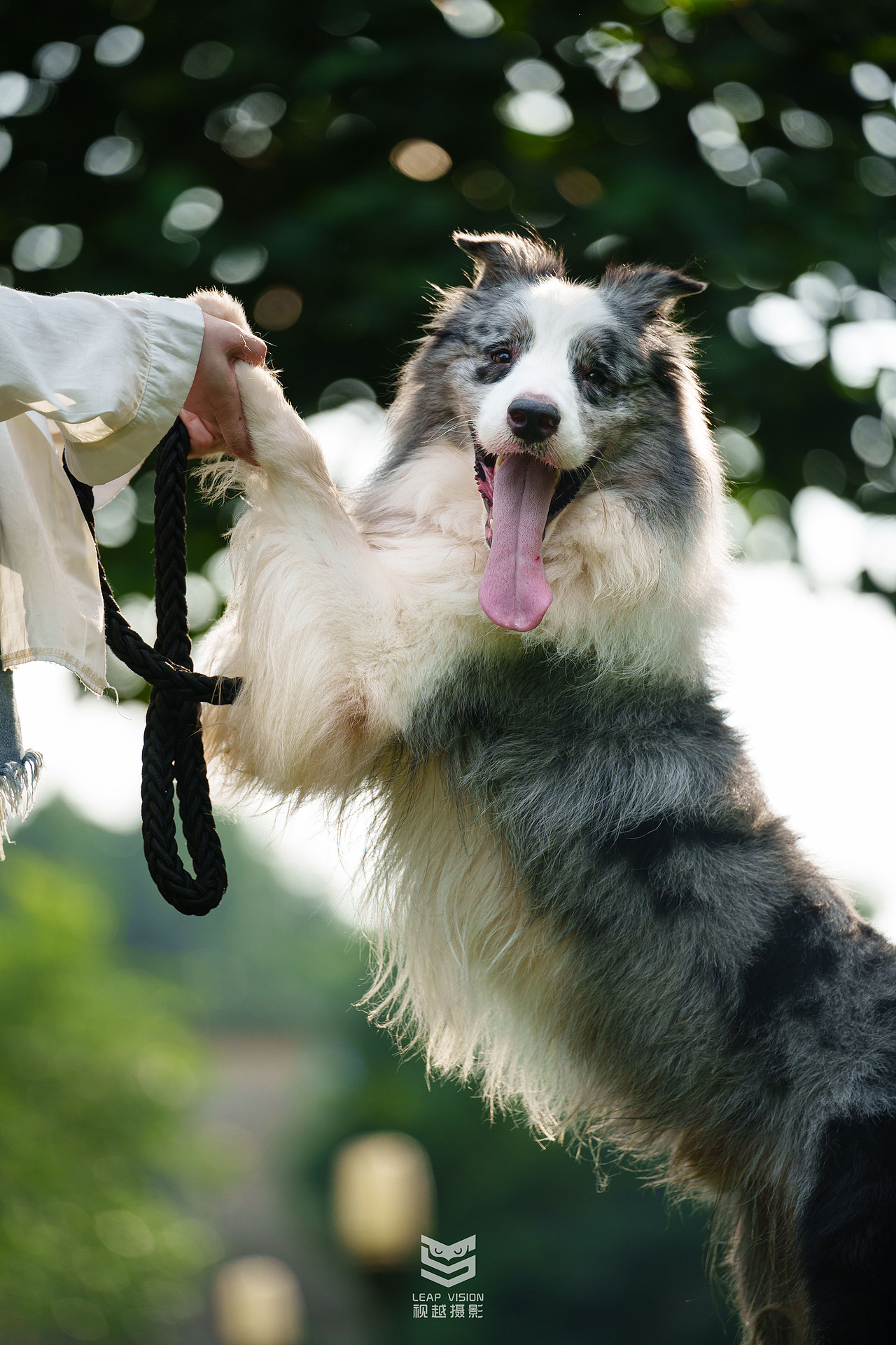 藍(lán)隕石邊牧拍攝（圖ZMzQzMDE1OTU2） - 寵物攝影 - 站酷設(shè)計師小樣攝影原創(chuàng)素材 - 站酷ZCOOL