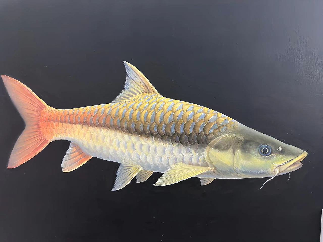 吉罗鱼（图ZMzY2NTgyMjg4） - 绘画 - 站酷设计师雷娄煤原创素材 - 站酷ZCOOL