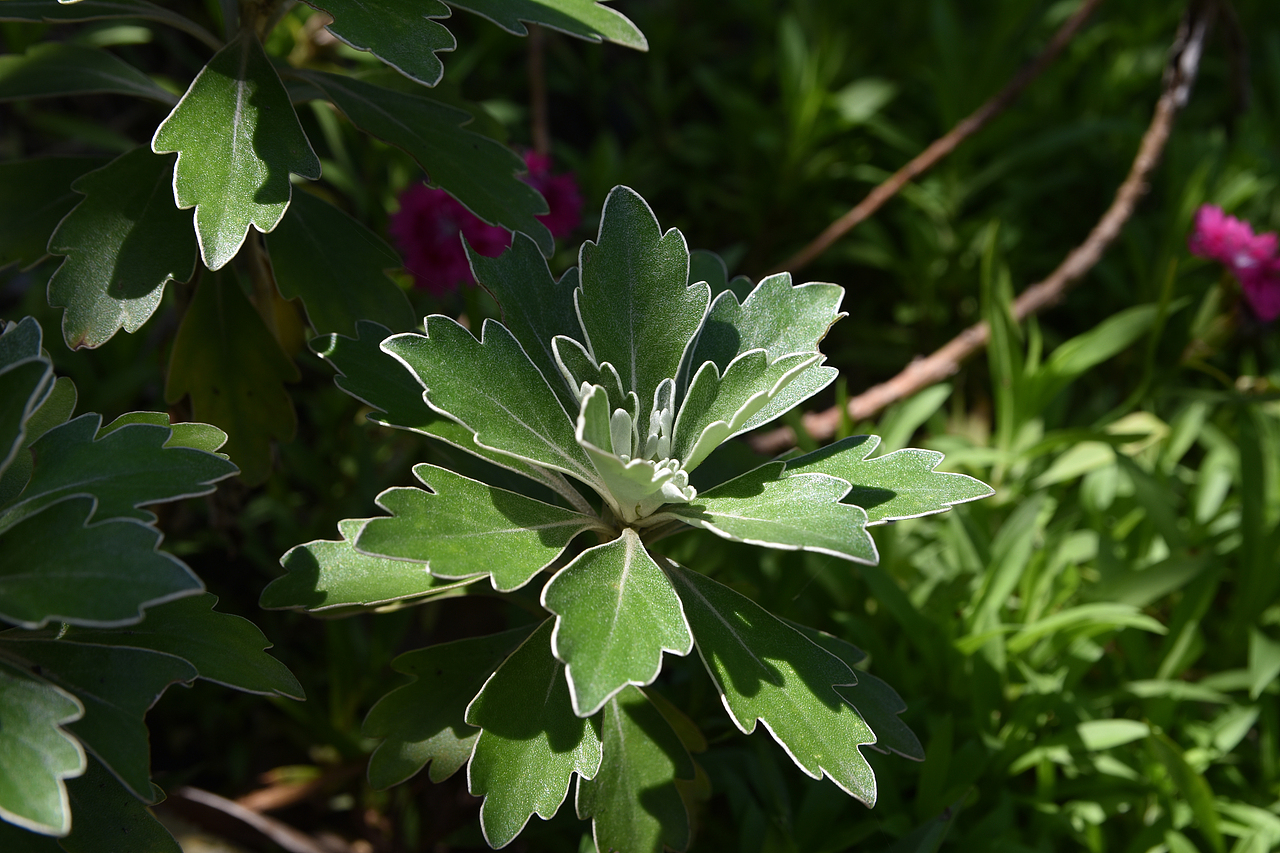 金球菊的植株好好看呀！