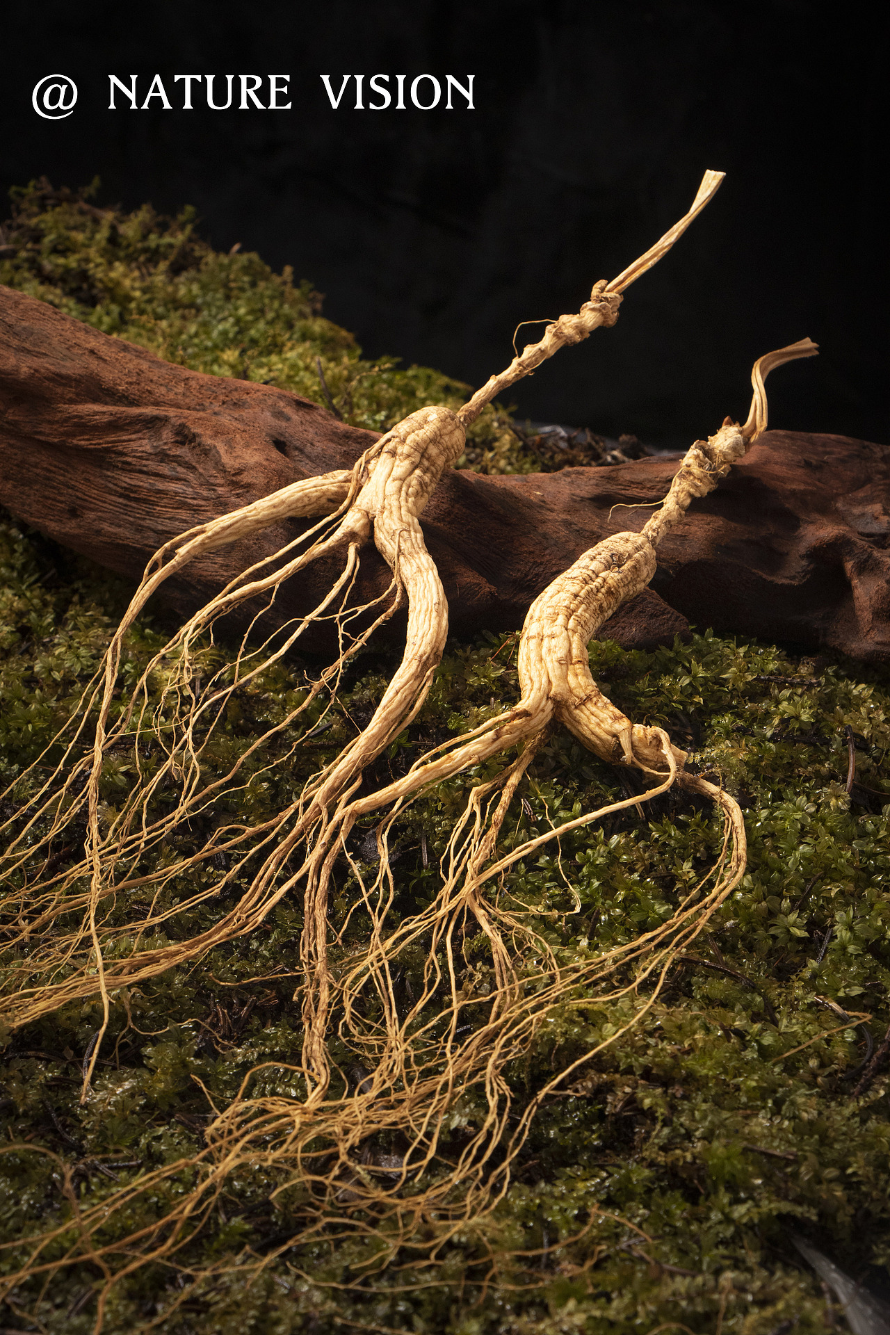 山下參產(chǎn)品拍攝｜精品人參 ??NATURE STUDIO（圖ZMzI3ODc2MDM2） - 美食攝影 - 站酷設(shè)計(jì)師自然攝影視覺(jué)原創(chuàng)素材 - 站酷ZCOOL