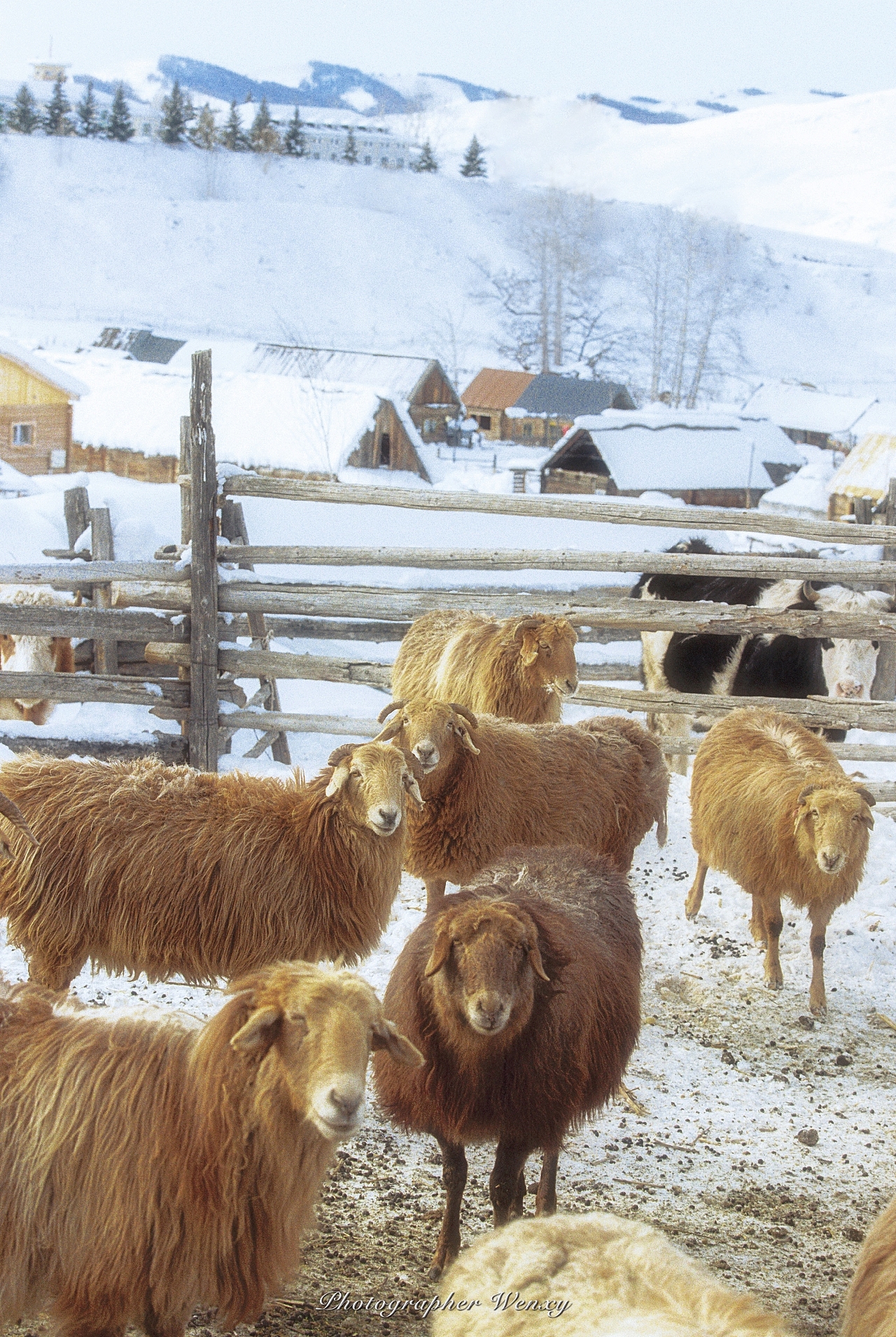 小香（冬）（图ZMzU1MjM3ODE2） - 人像摄影 - 站酷设计师Wenxy原创素材 - 站酷ZCOOL