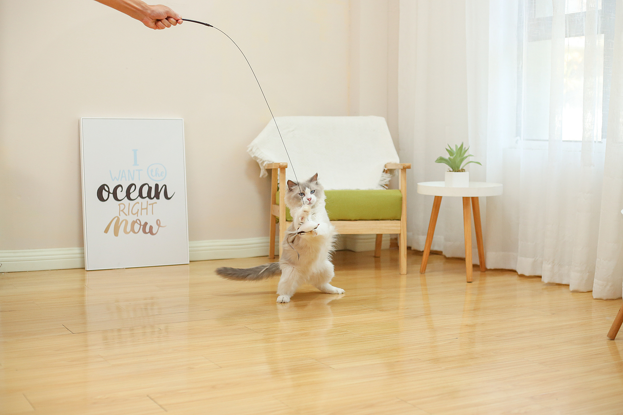 猫咪逗猫棒宠物产品亚马逊拍摄视频主图制作设计静物拍