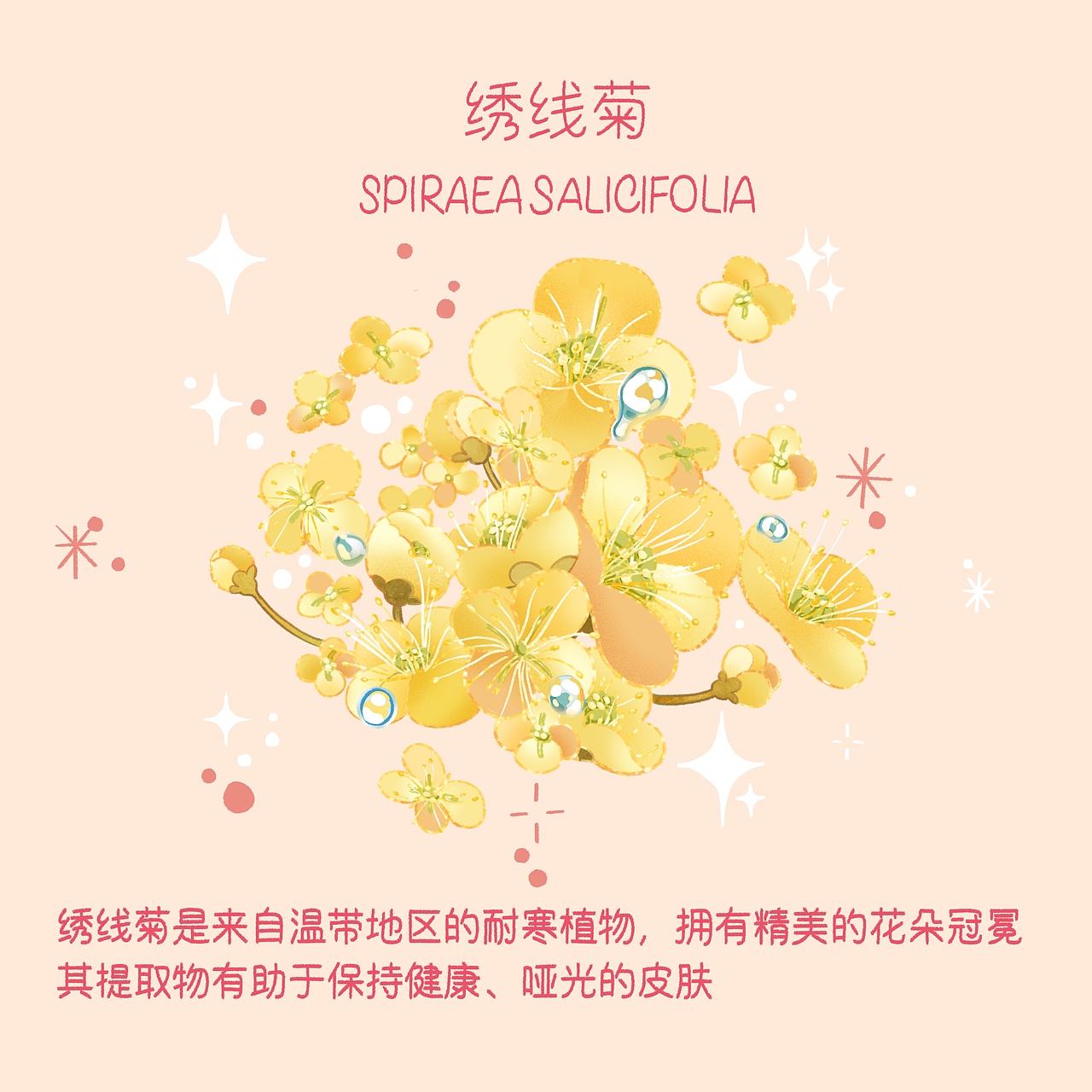 好食肌 长绽放 ｜my CLARINS 原创插画