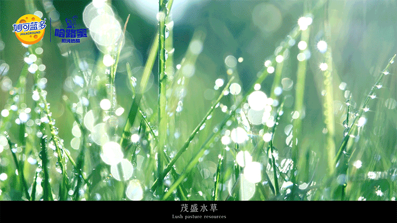 食品TVC视频 | 妙可蓝多煎烤奶酪 ✖ INLIGHT 光合（图ZMzQ3NDAxMjg4） - 美食摄影 - 站酷设计师INLIGHT光合原创素材 - 站酷ZCOOL