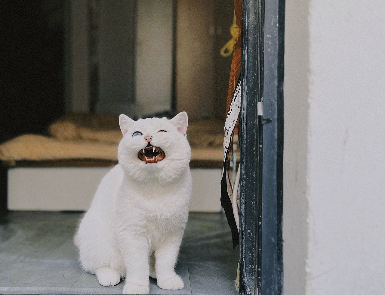英短银点——胖丁