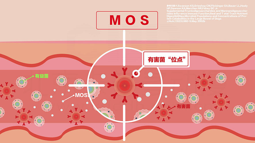 MG动画科普视频~讲解皇家猫粮肠胃道小知识（图ZMzI5OTQzMzYw） - Motion Graphic - 站酷设计师北京MG动画制作原创素材 - 站酷ZCOOL