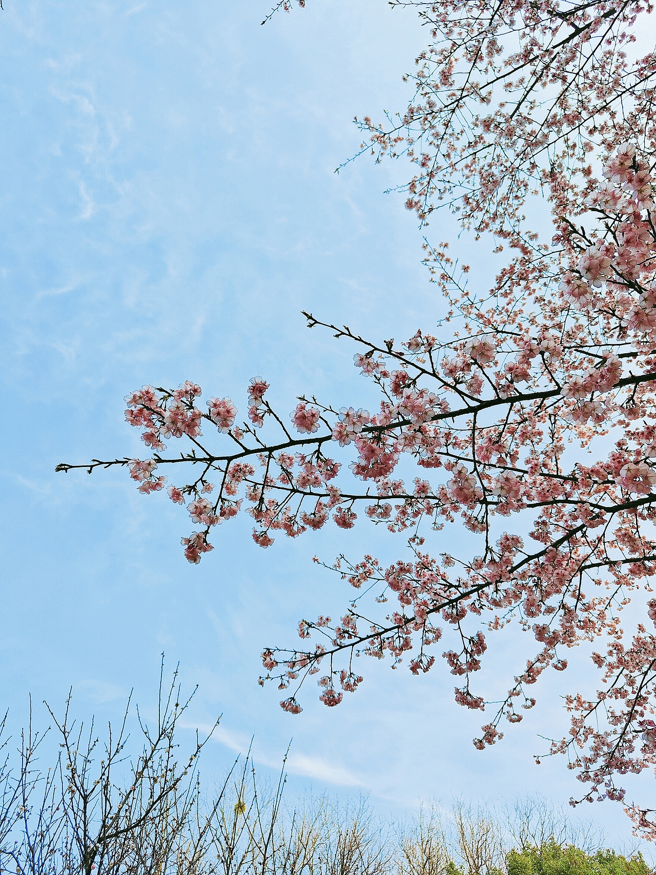 杭州植物园灵峰探梅