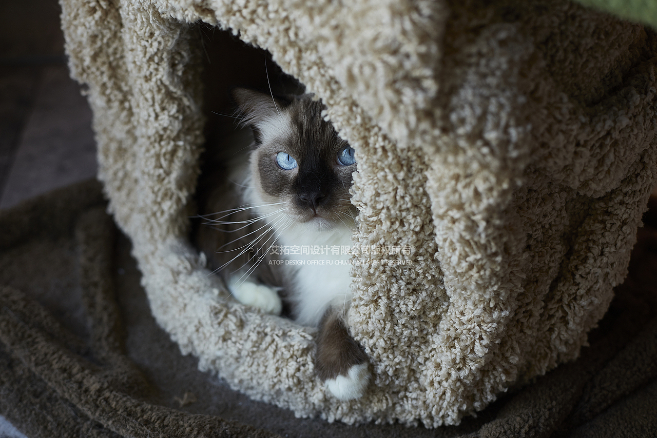 深圳艾拓设计:人不如猫系列之重生我也想当猫!