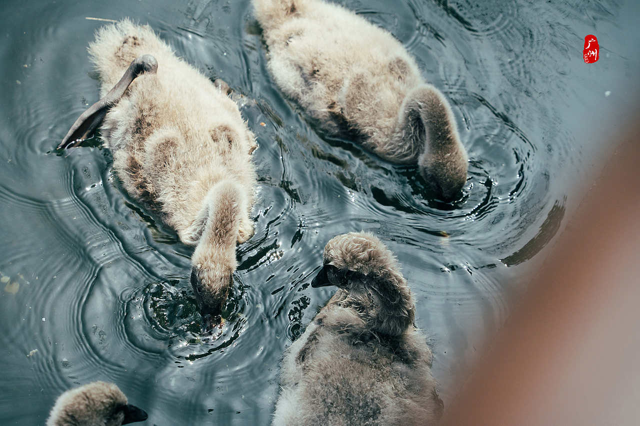 随手拍·广州动物园(鸟类)