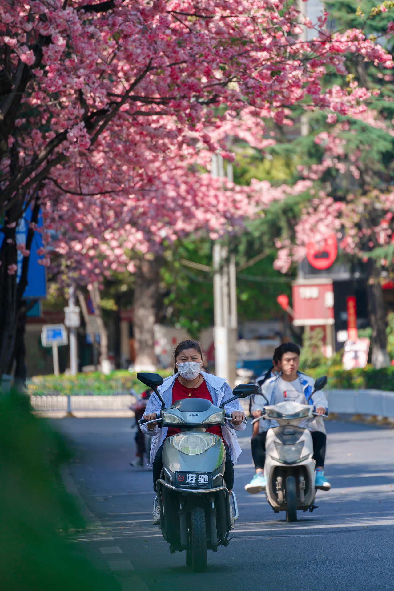 昆明圆通山樱花