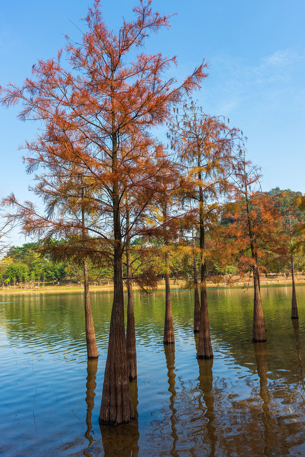 南方的冬天颜色（图ZMzU5MjUwOTQ0） - 风光摄影 - 站酷设计师周兴远原创素材 - 站酷ZCOOL