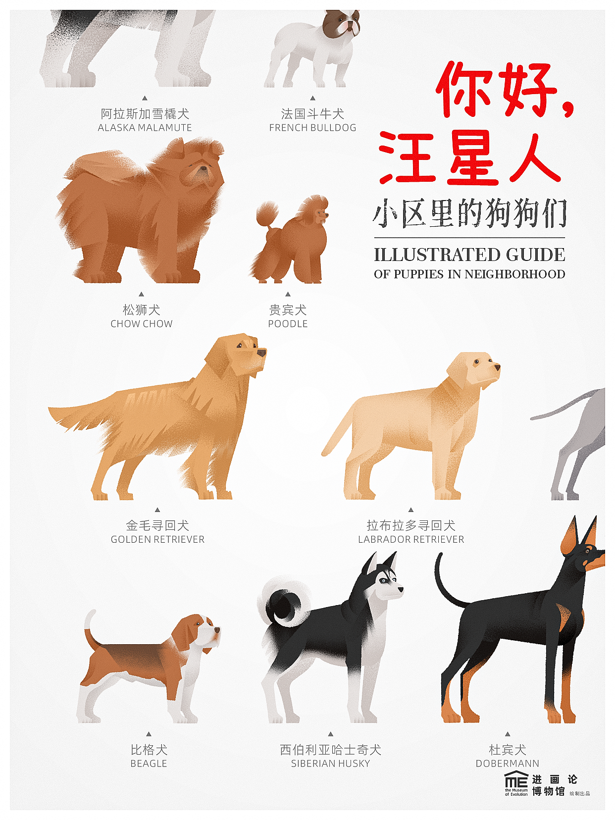 小区汪星人图鉴 | Illustrated Guide of Puppies