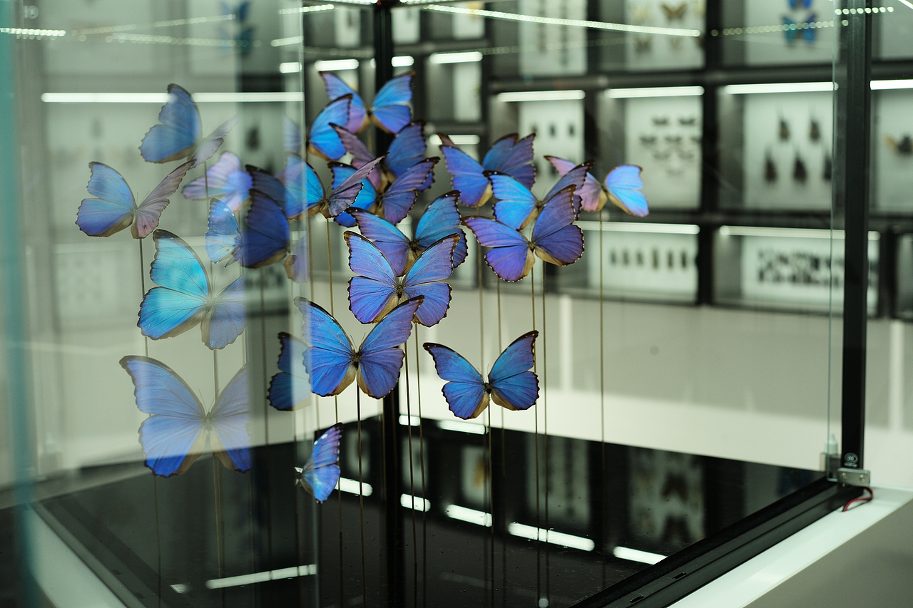 当你写PPT的时候,南美雨林中的闪蝶在阳光下闪耀