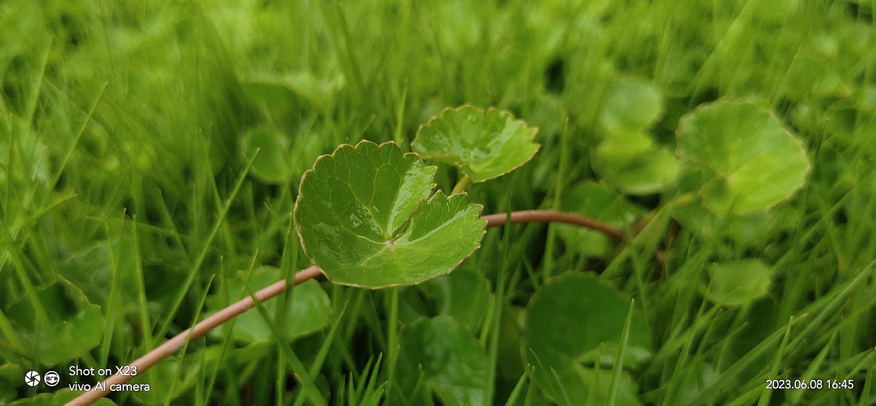 绿的陶醉-积雪草
