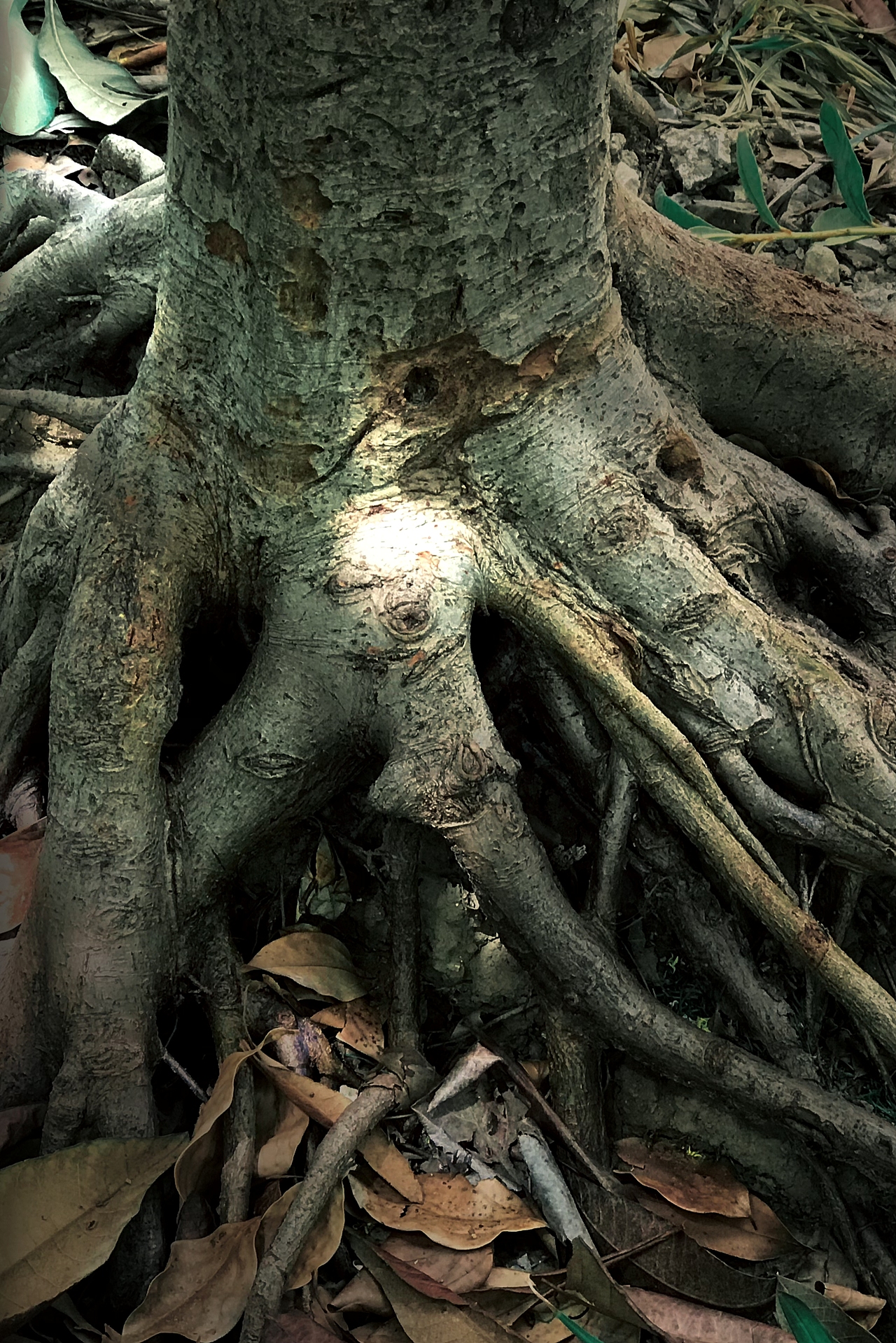 树的精灵（二）（图ZMzMzODI0NjUy） - 风光摄影 - 站酷设计师见证一朵花盛开原创素材 - 站酷ZCOOL