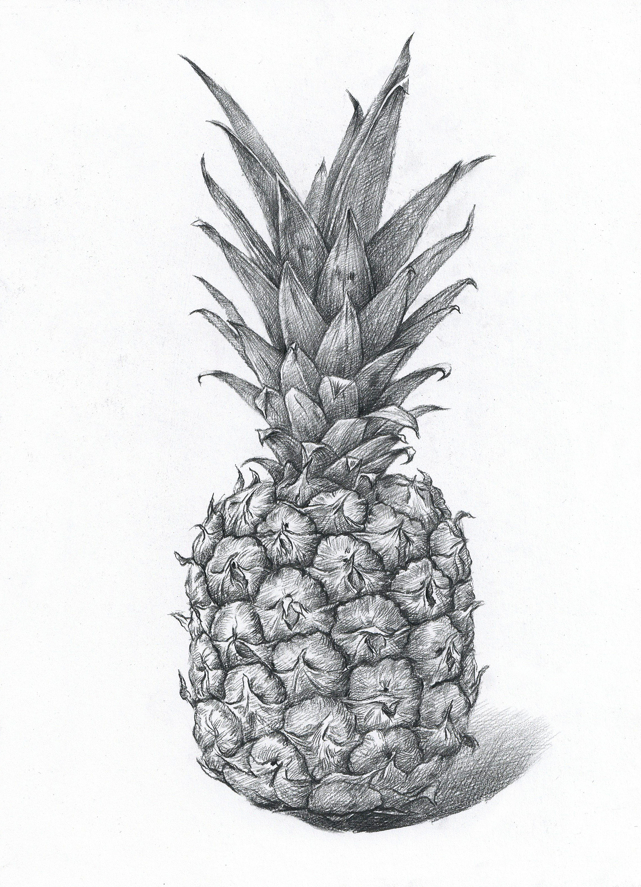 菠萝素描