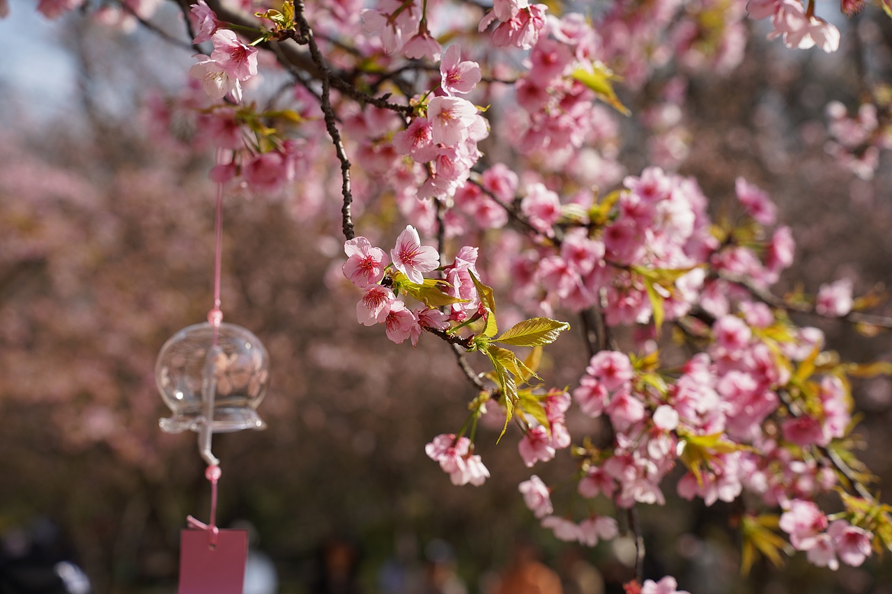 南京中山植物园（图ZMzMzNzExNzQ4） - 风光摄影 - 站酷设计师黑巧ines原创素材 - 站酷ZCOOL