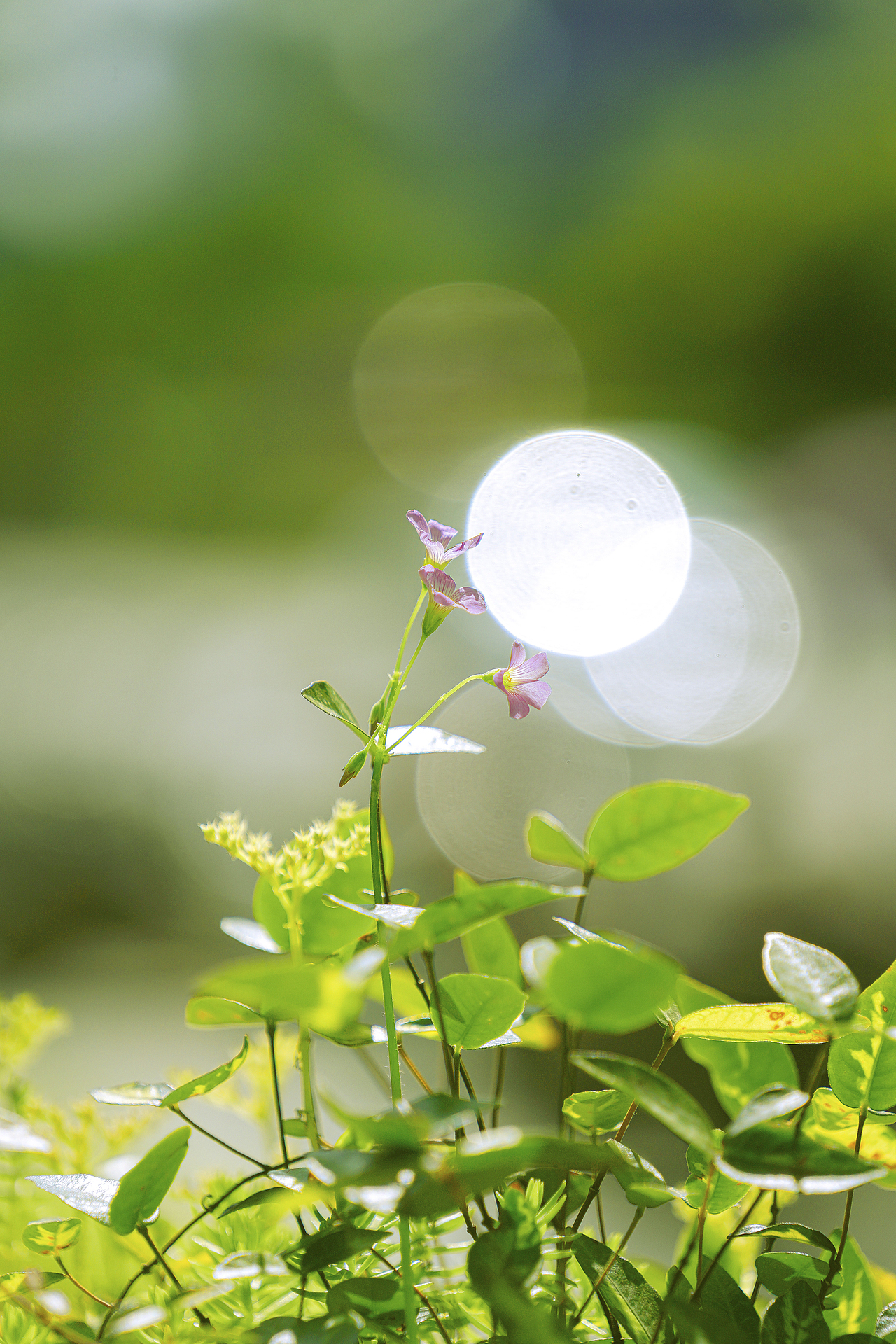 在田间,感受风的气息