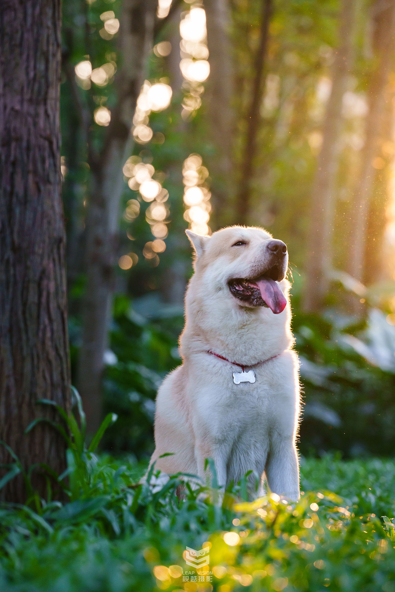 狗狗夏日戶外拍攝（圖ZMzQzMDMxOTc2） - 寵物攝影 - 站酷設(shè)計(jì)師小樣攝影原創(chuàng)素材 - 站酷ZCOOL
