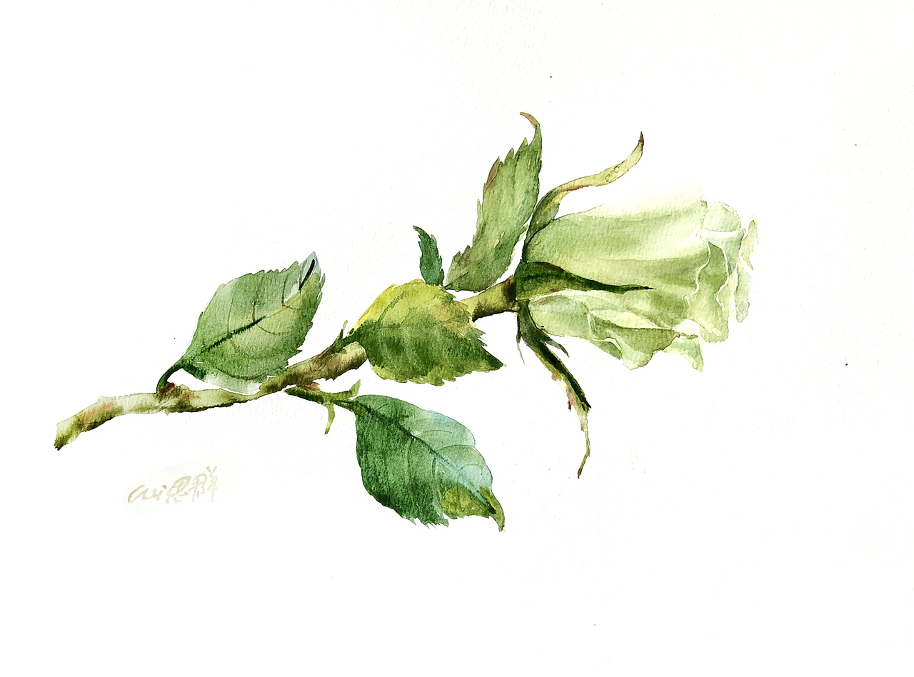 部分水彩作品选