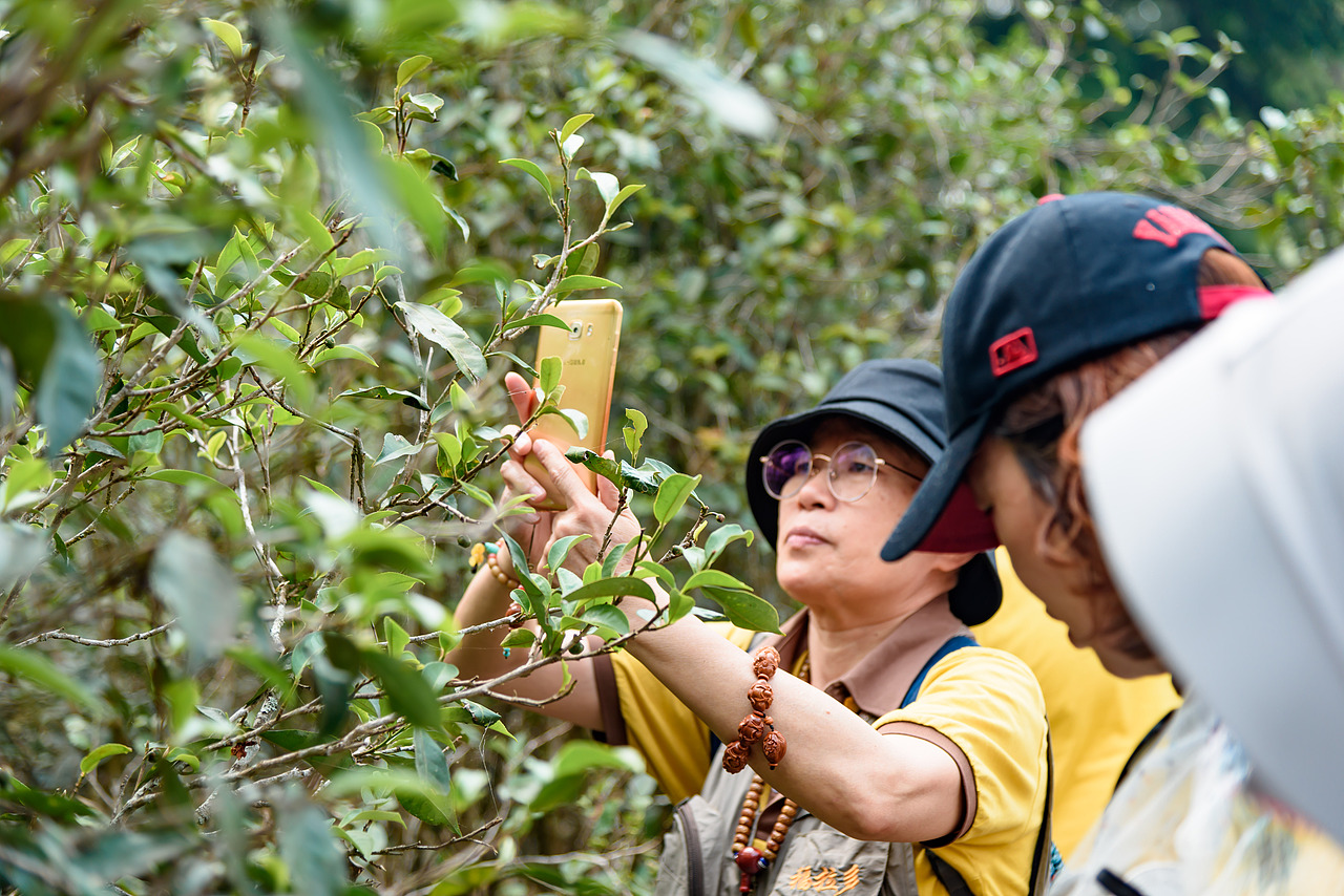 2019云南西双版纳茶之旅