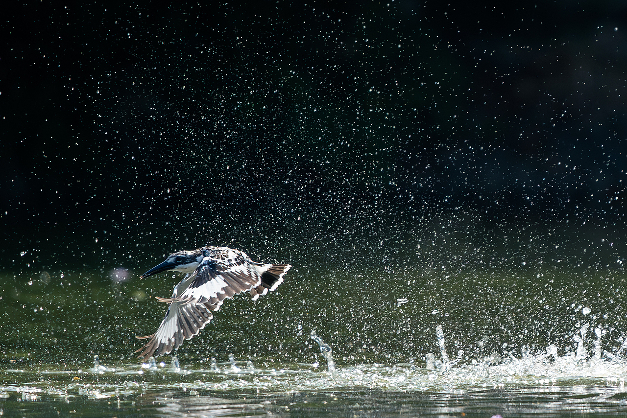 2023年度观鸟总结