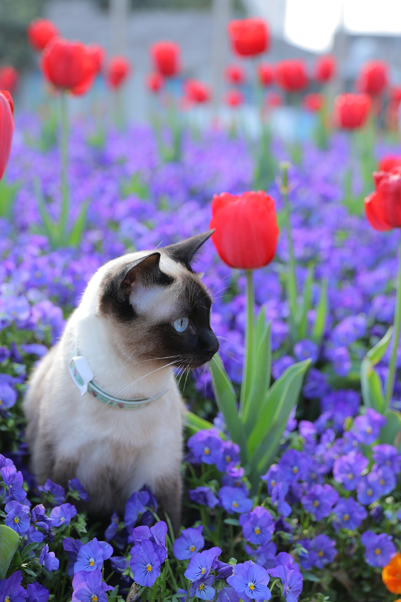 原创/摄影/宠物摄影
