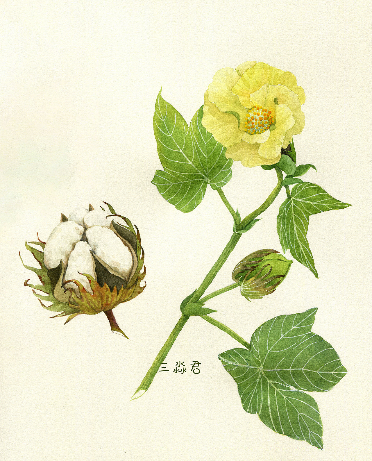 淡彩植物图鉴（图ZMzM3NTUyOTY4） - 商业插画 - 站酷设计师三淼君原创素材 - 站酷ZCOOL