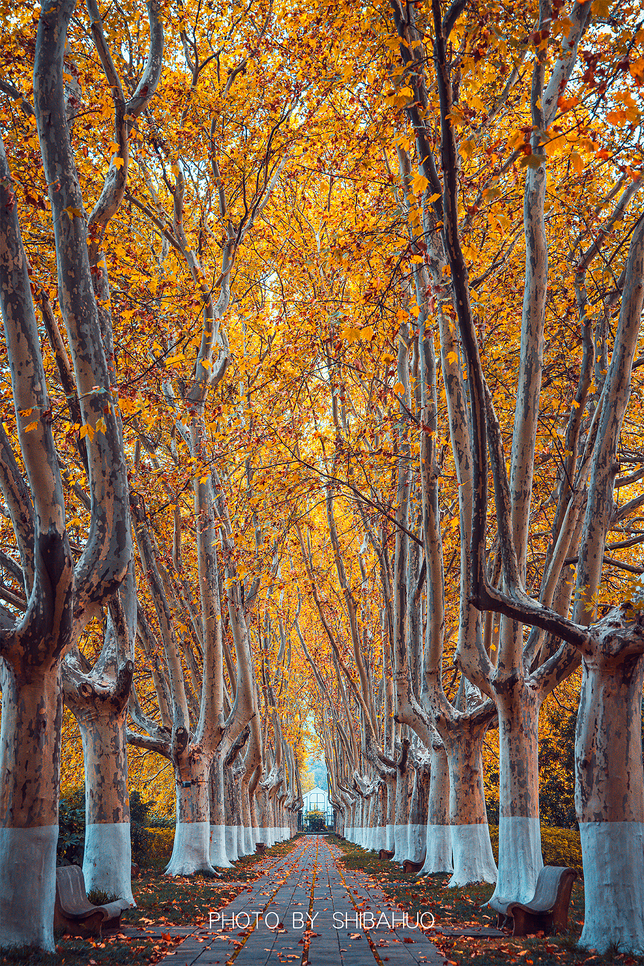 秋染石象路（图ZMzIxNDI1MjYw） - 风光摄影 - 站酷设计师十把火原创素材 - 站酷ZCOOL