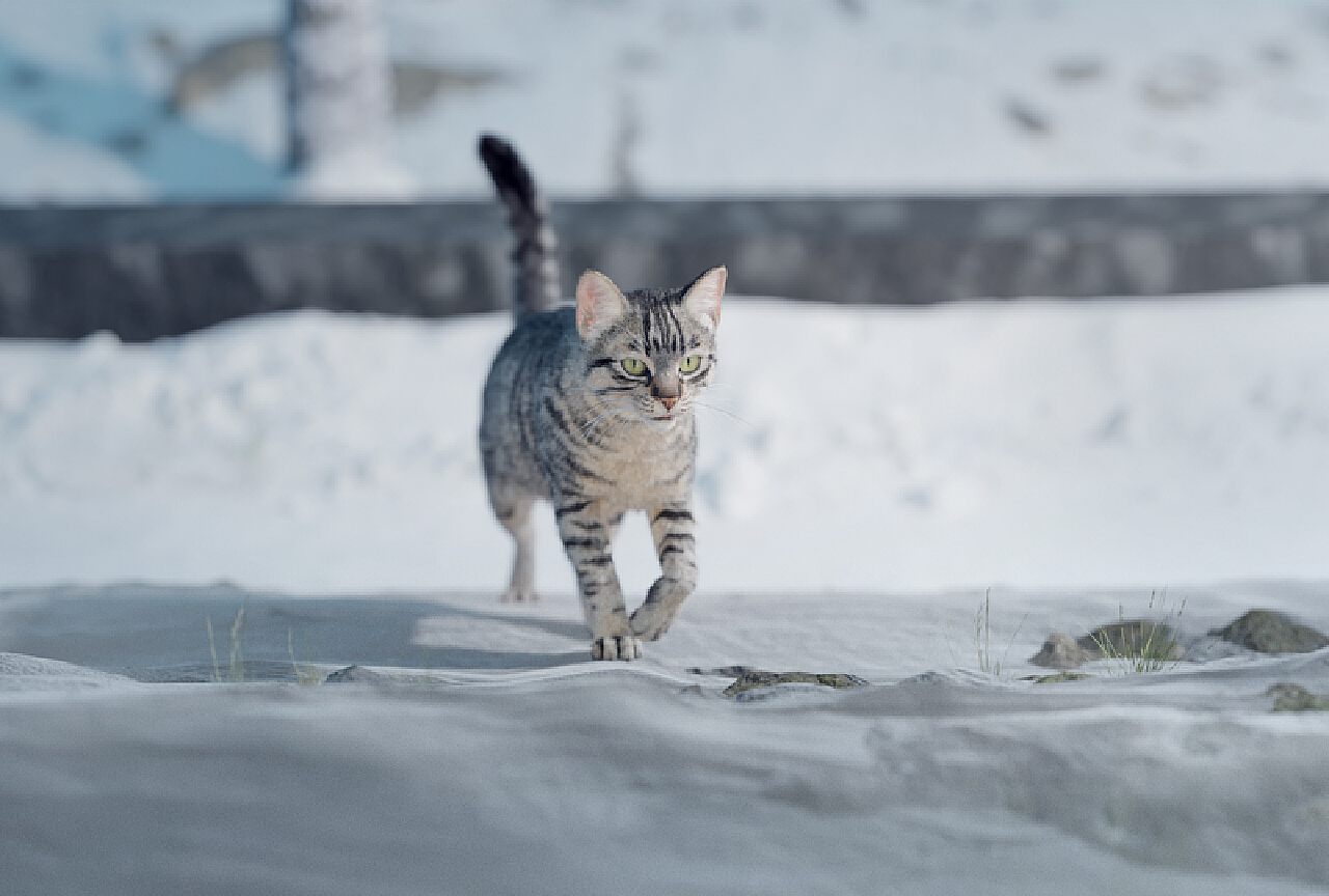 冬の猫、雪のなかで大はしゃぎ。（画像集） | ハフポスト LIFE