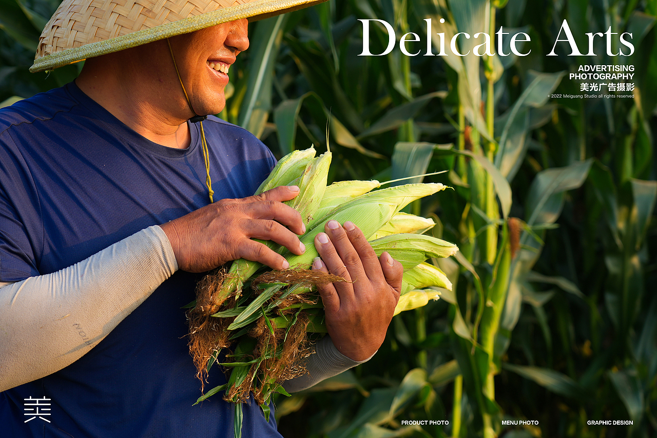 农产品拍摄|小金糯玉米 户外 采摘 产地 农作物