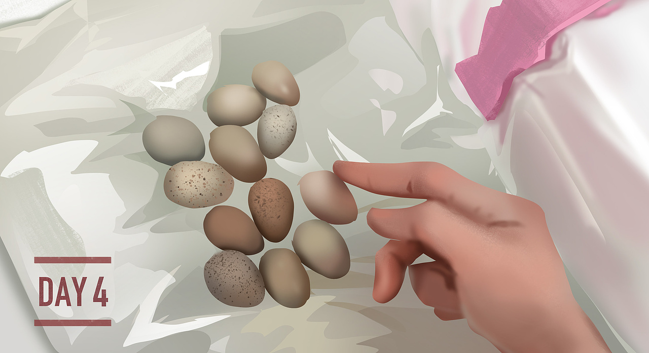 卢丁鸡孵化绘画记录