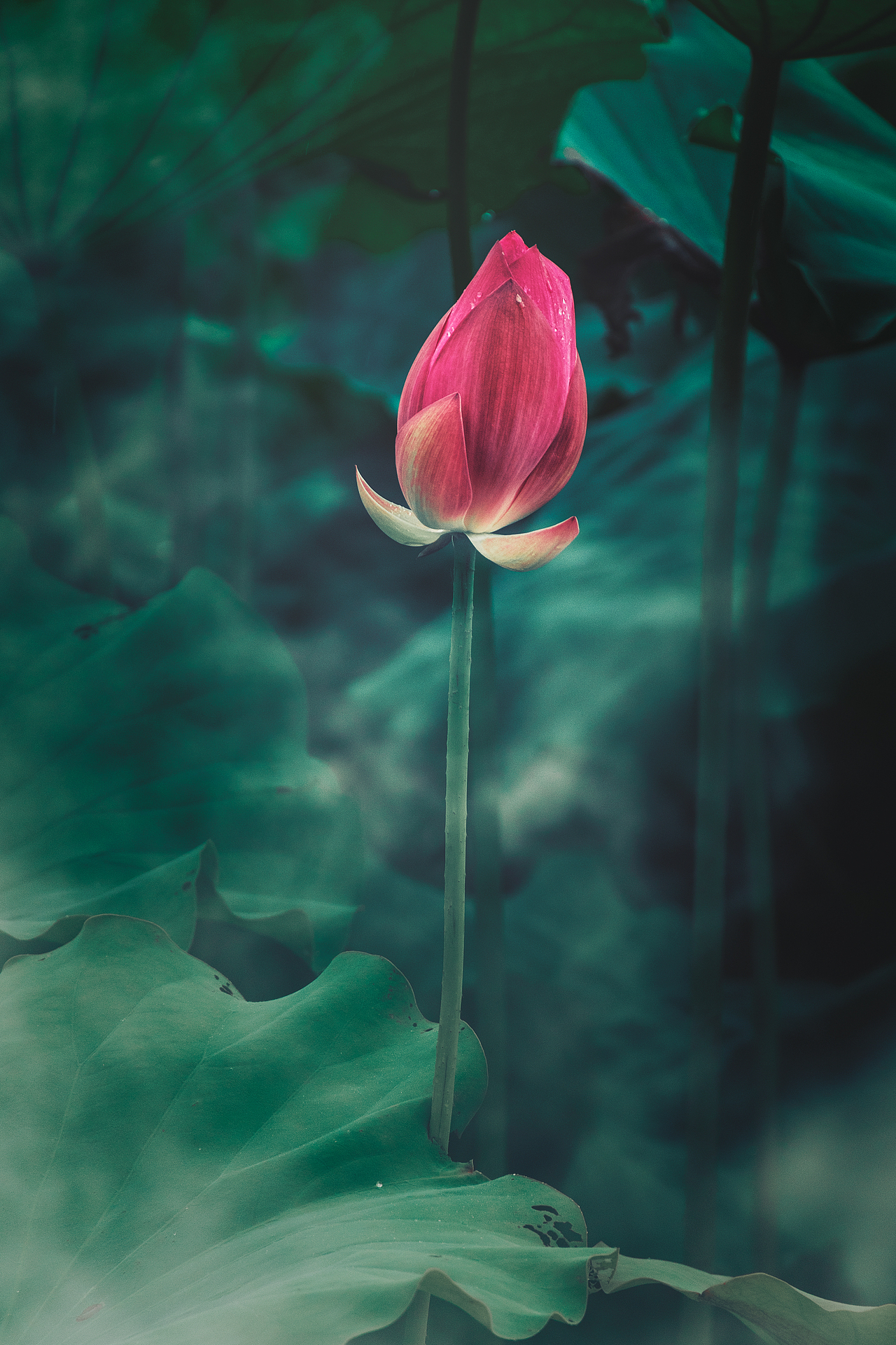 2023年夏天第二次拍的荷花（图ZMzQ0ODQwNzY4） - 其他摄影 - 站酷设计师香草秋刀鱼原创素材 - 站酷ZCOOL