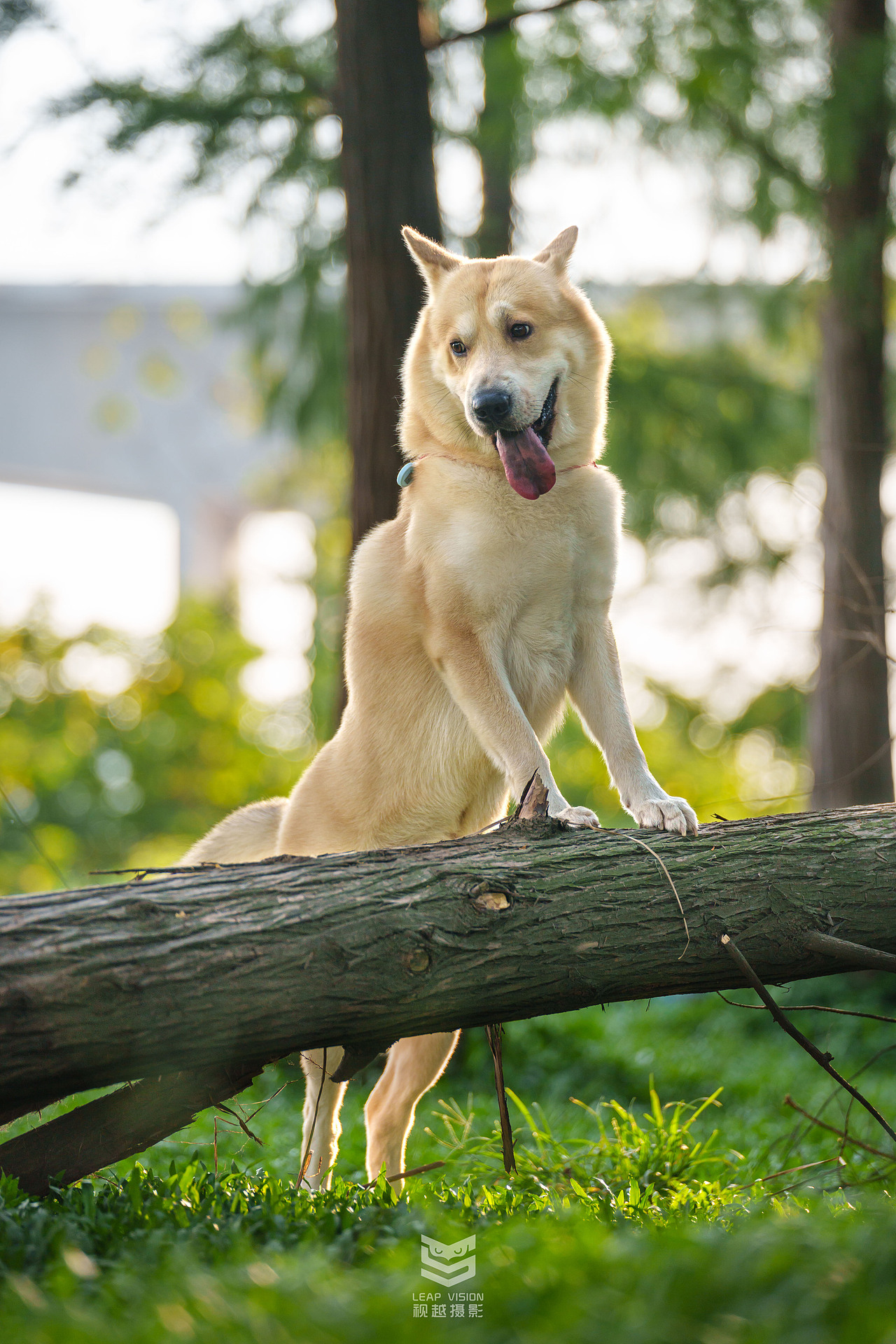 狗狗夏日戶外拍攝（圖ZMzQzMDIwMDky） - 寵物攝影 - 站酷設(shè)計(jì)師小樣攝影原創(chuàng)素材 - 站酷ZCOOL