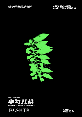 幽明芳荪——中国境内濒危植物数字化视觉形象设计