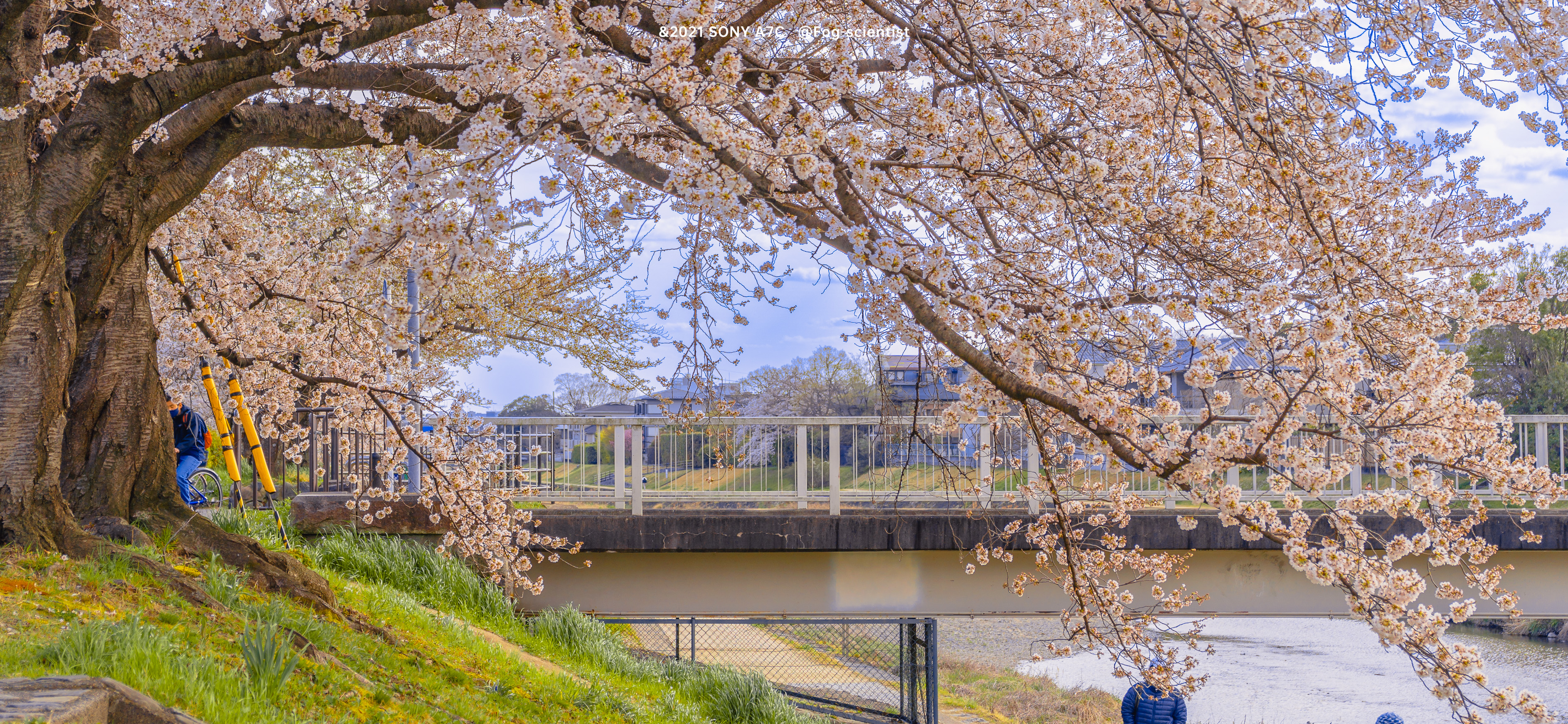 鸭川樱花图片