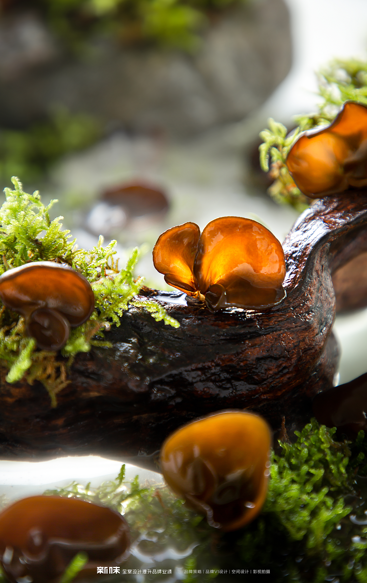 农产品创意拍摄