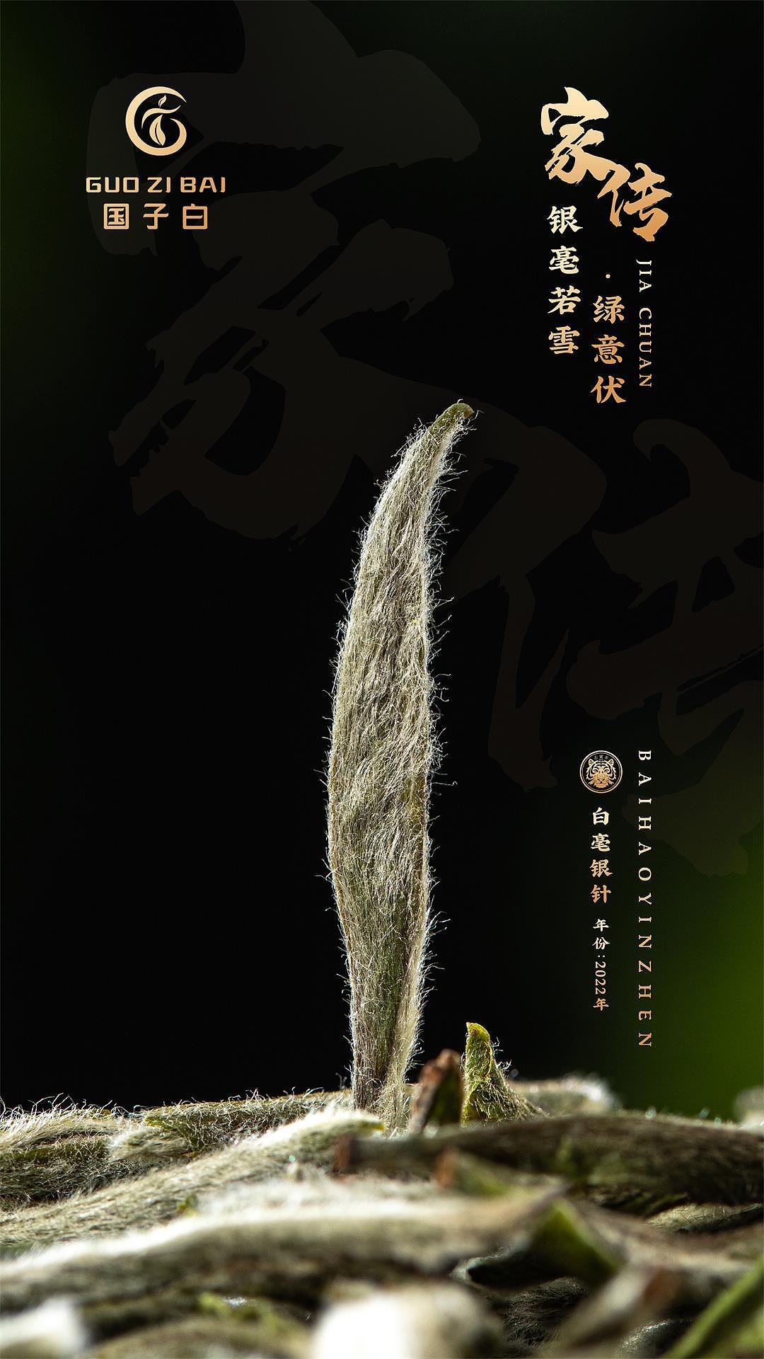 2022年白毫银针————福鼎白茶产品摄影（图ZMzUzNTk2MzIw） - 产品摄影 - 站酷设计师亲研图摄原创素材 - 站酷ZCOOL