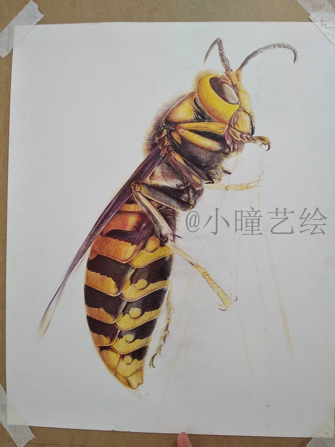 彩色圆珠笔手绘蜜蜂-@小曈艺绘